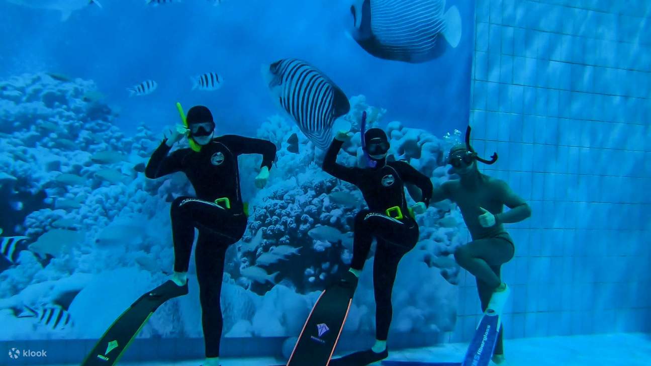 คุณประทับใจโลกใต้น้ำใช่ไหม? เราจะบันทึกภาพความทรงจำอันมีชีวิตชีวาและช่วงเวลาสนุกสนานของคุณด้วยภาพถ่ายและวิดีโอสุดอลังการ นอกจากฟรีไดฟ์วิงแล้ว คุณยังสามารถลองอุปกรณ์ดำน้ำลึกต่างๆ และเริ่มต้นเรียนเพื่อรับใบรับรองฟรีไดฟ์วิงได้อีกด้วย