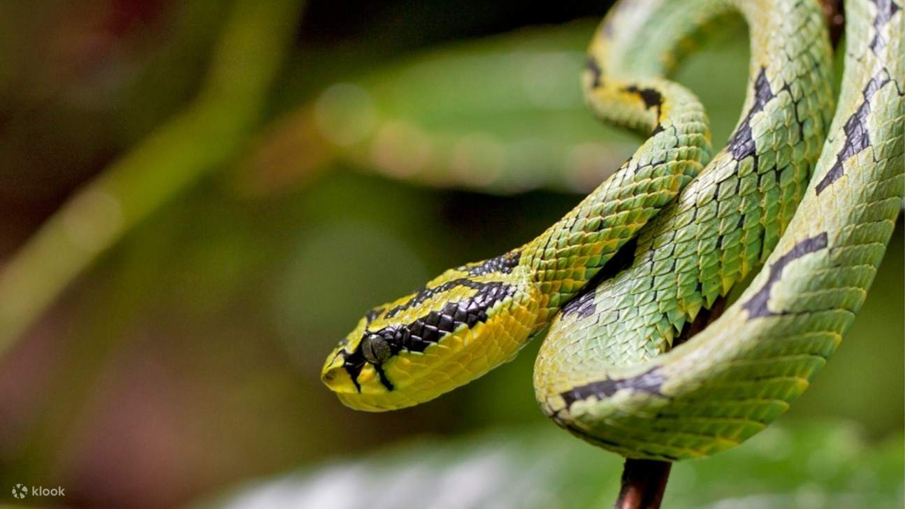 serpent dans un safari sur la rivière mangrove bentota
