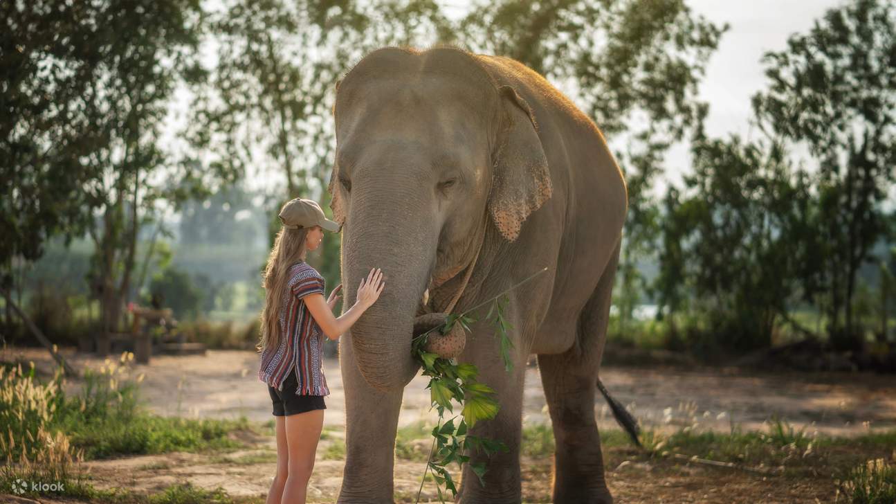 Approchez-vous pour un contact doux avec un éléphant dans une atmosphère naturelle.