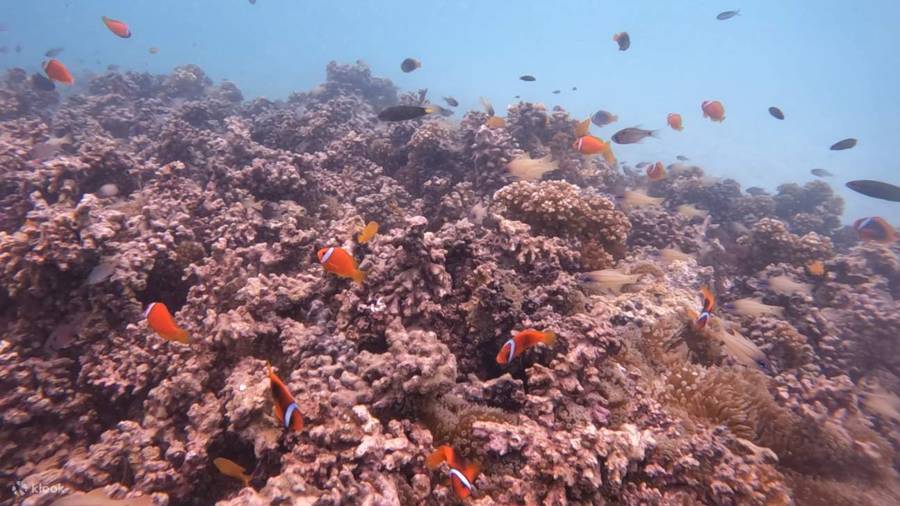 RIA Mengalum Island Snorkeling Day Tour di Sabah