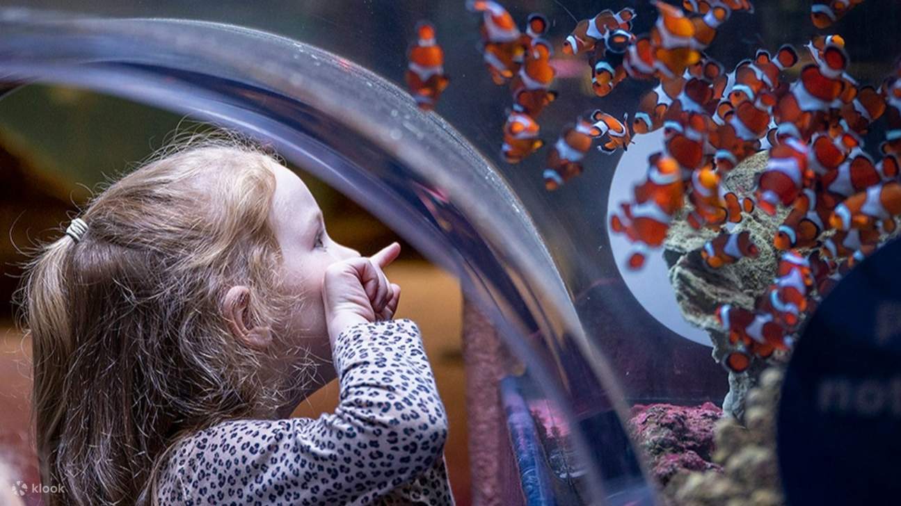 Observez les poissons-clowns éclatants nager dans leur anémone chez SEA LIFE Birmingham
