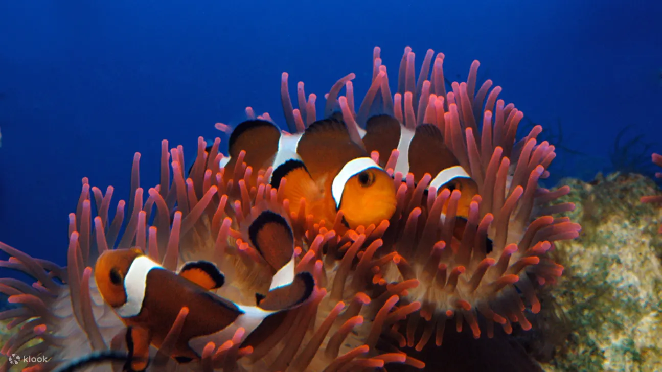 在令人着迷的海底世界近距离接触令人惊叹的海洋生物