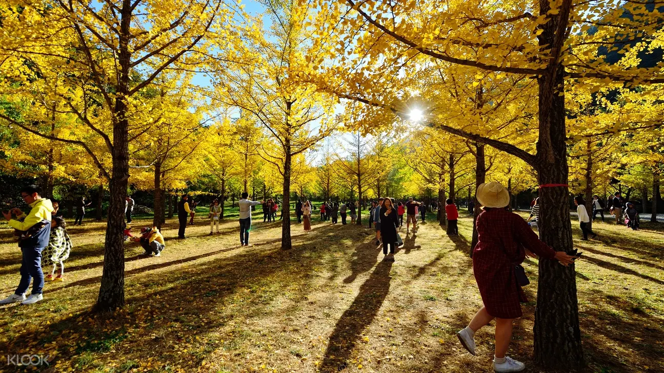 银杏森林 龙门山壁画村 回忆7080博物馆一日游 World Love Travel提供 Klook客路中国