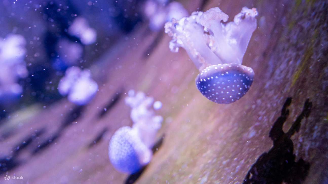 ทั้งเด็กและผู้ใหญ่ต่างตื่นตาตื่นใจไปกับตู้แมงกะพรุนเรืองแสง