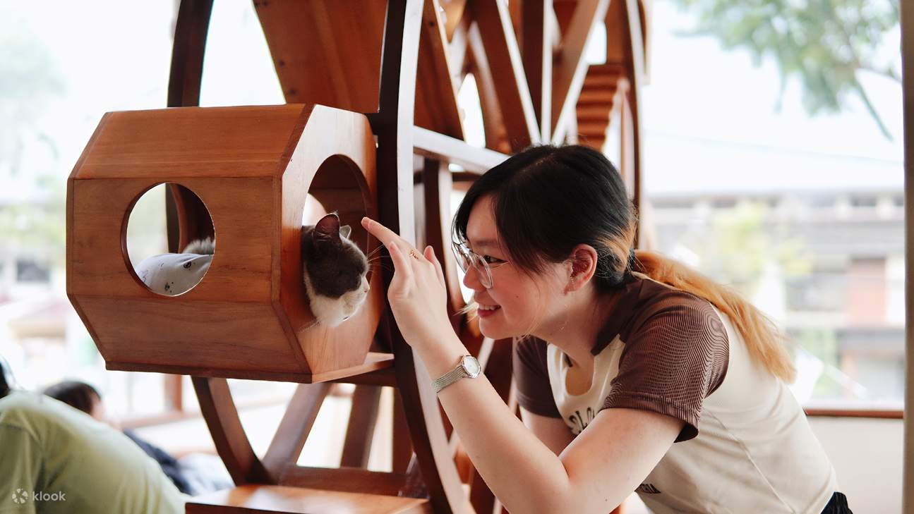 HOME by tales of paws cat cafe