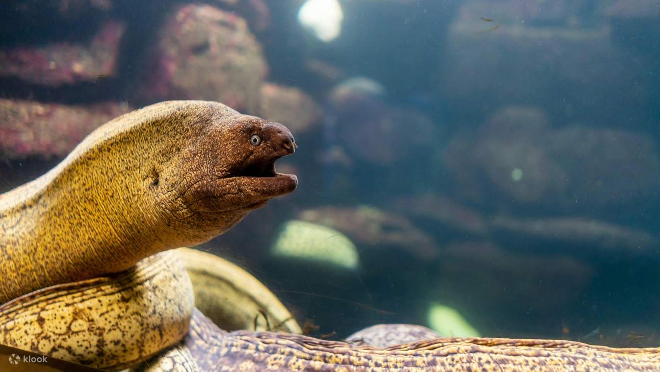 Discover native species from the Galician coast in stunning detail