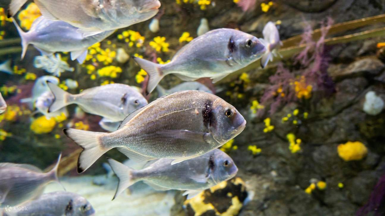 แหวกว่ายไปกับฝูงปลาสีสันสดใสในตู้ปลาเขตร้อนที่สวยงามตระการตา