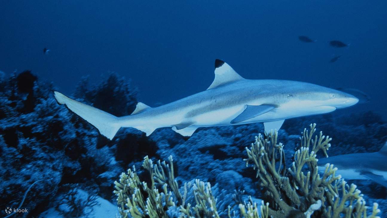 观察黑鳍礁鲨优雅地游过充满活力的珊瑚群