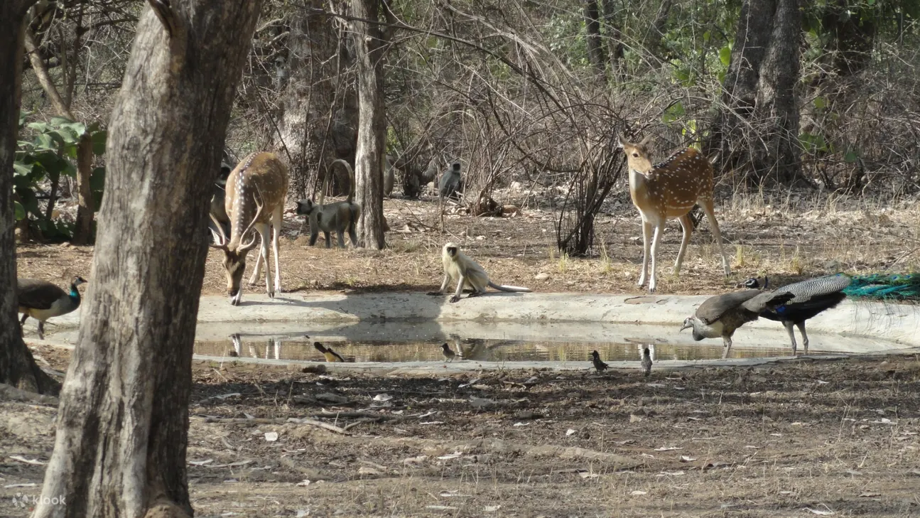 Ranthambore 国家公园的野生动物