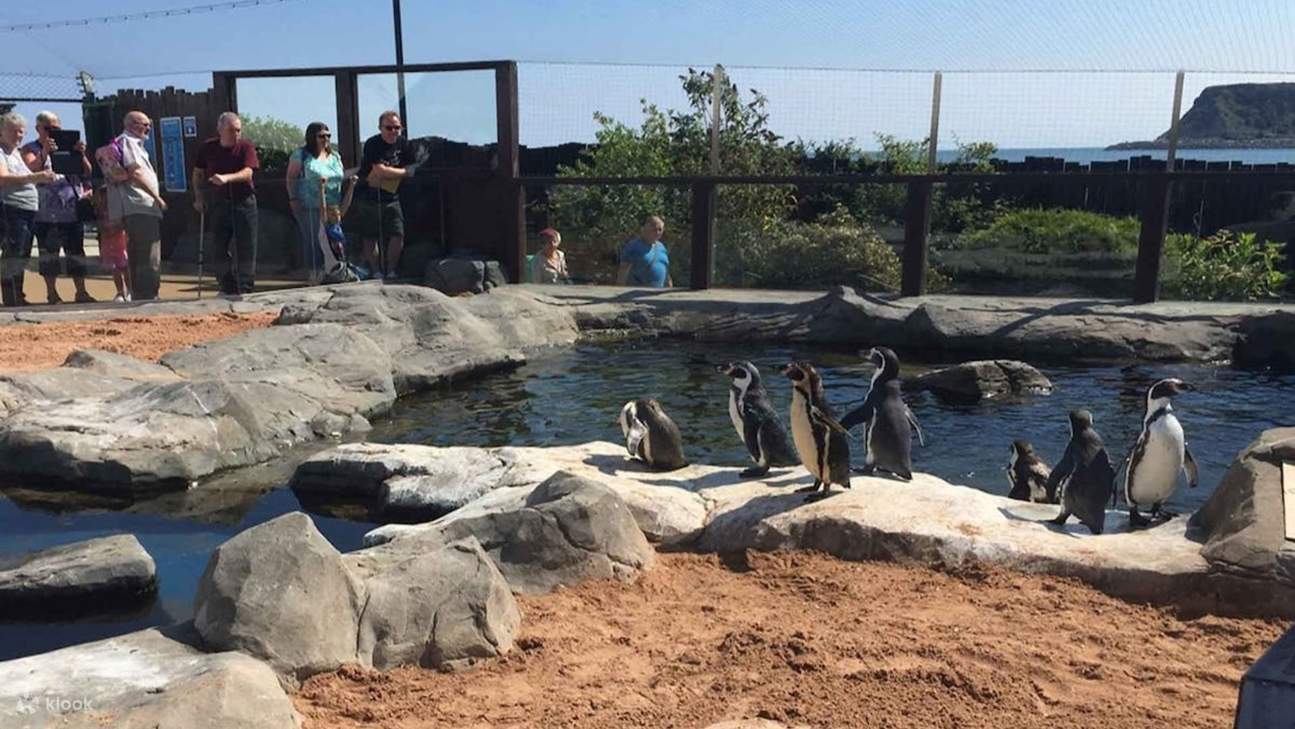 フンボルトペンギンの愛らしい群れに出会い、沿岸の生息地でよちよち歩いたり、泳いだり、潜ったりする様子をご覧ください。