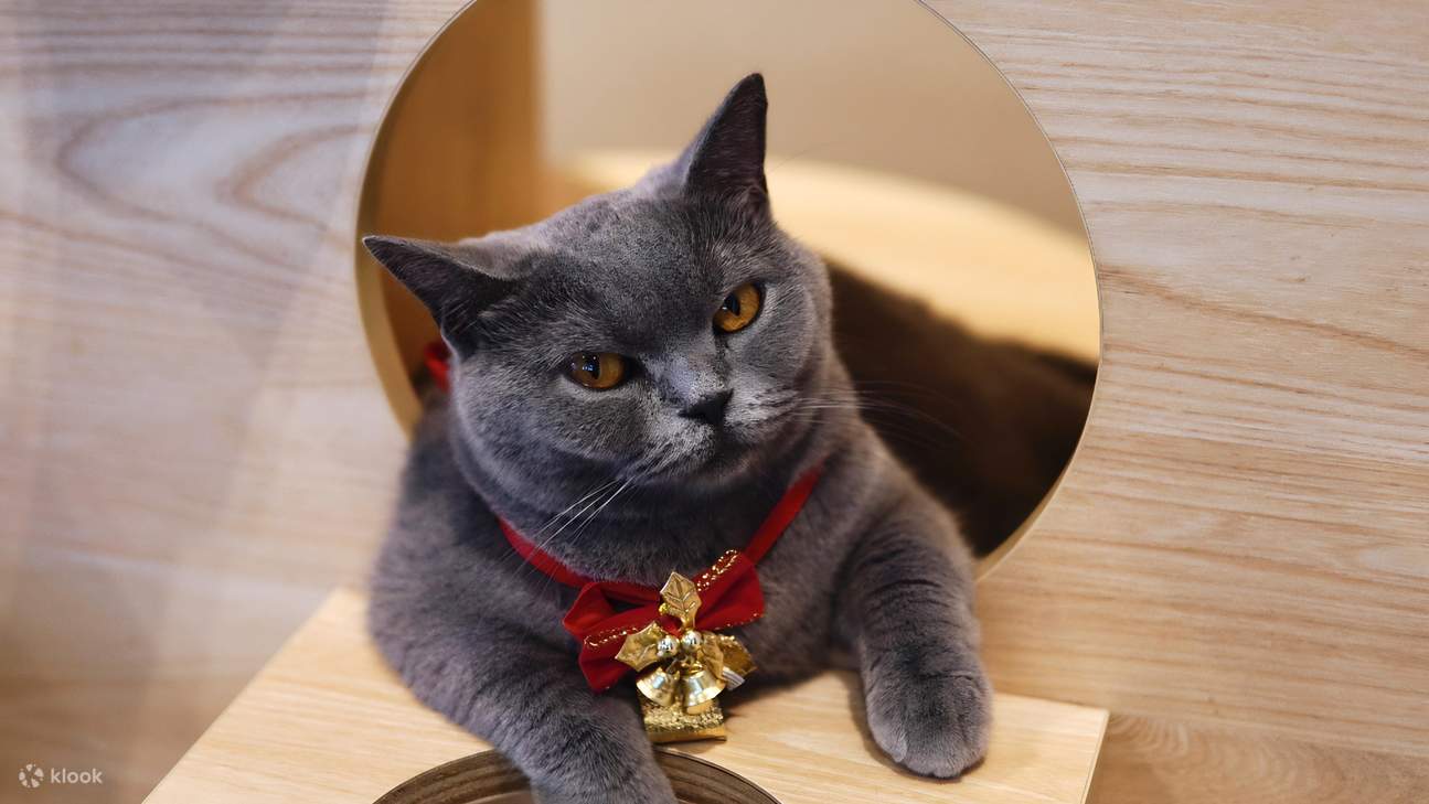 HOME by tales of paws 貓咪咖啡廳