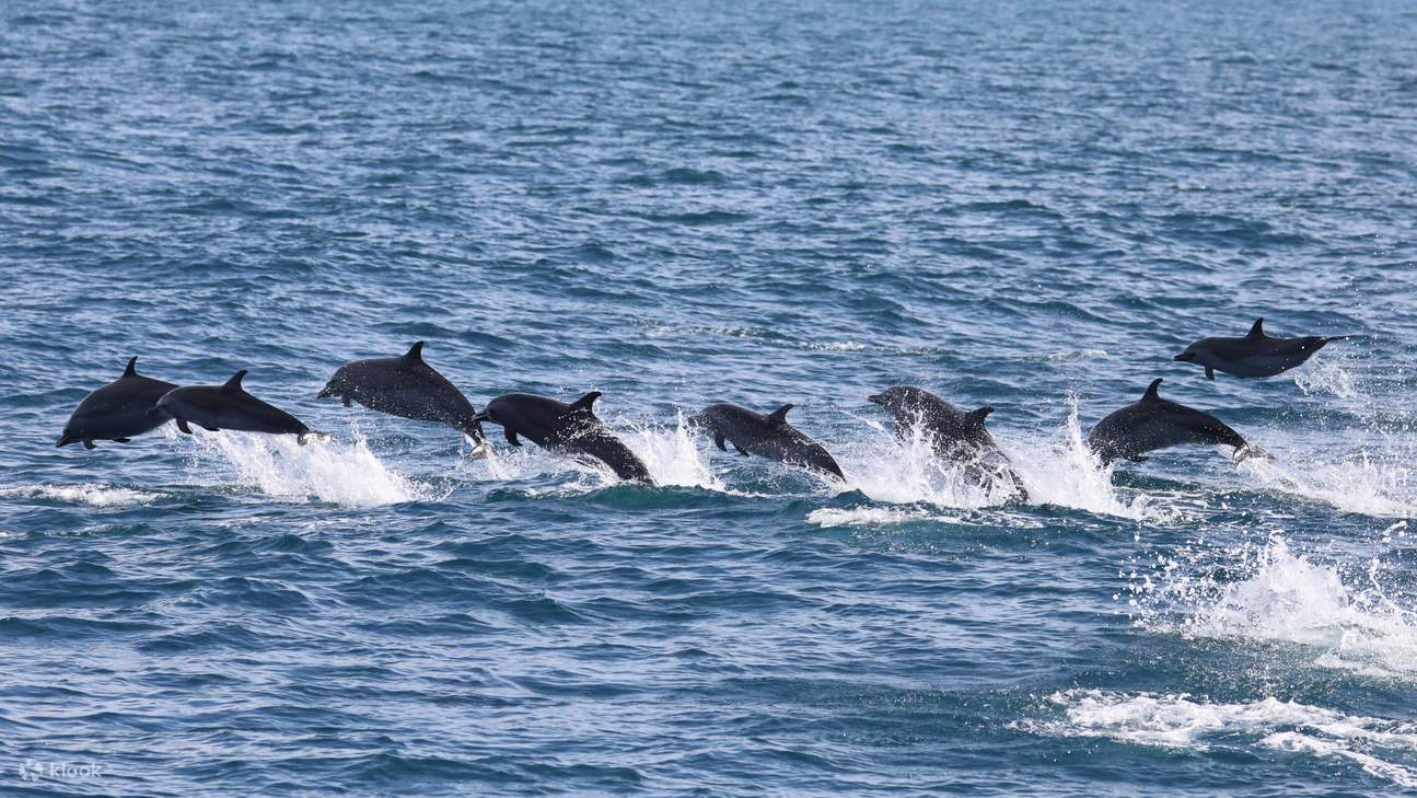 Walbeobachtungstour mit dem Boot in Hualien