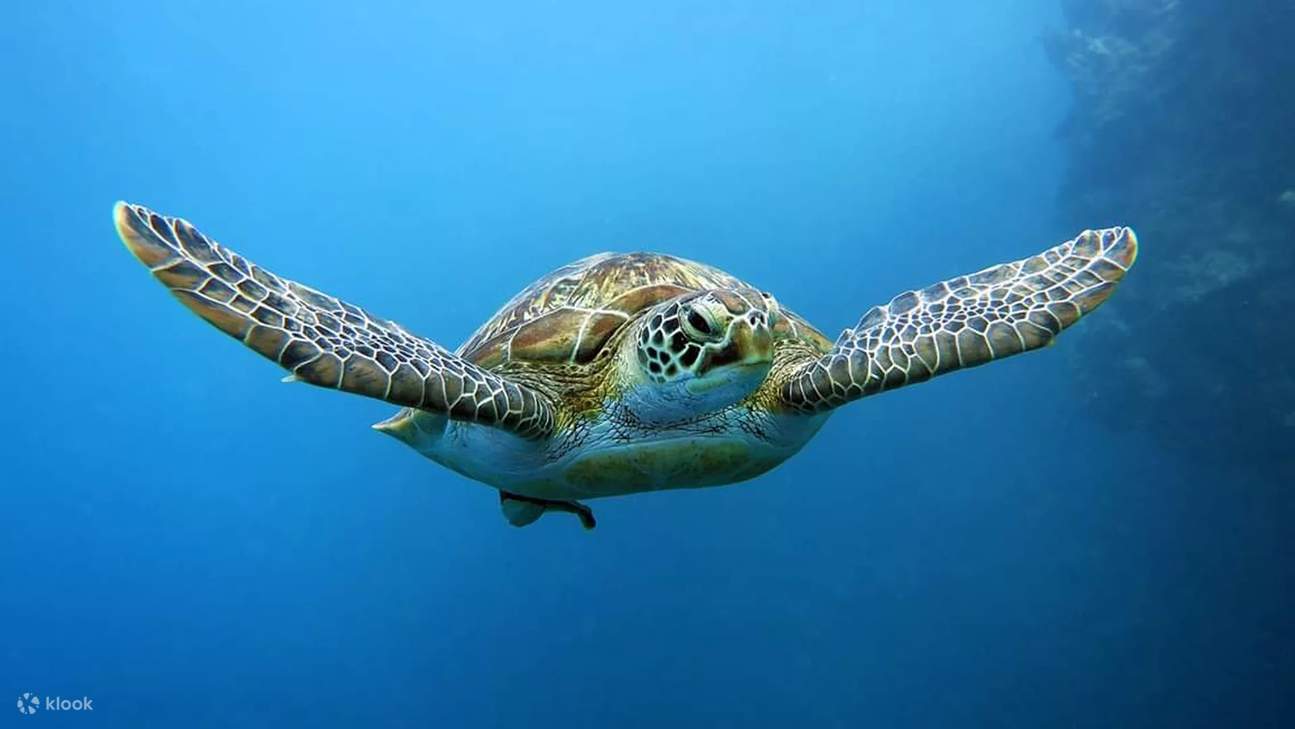 Learn OW Diver ( e learning) in Koh Samui with PADI 5 Star Dive Resort