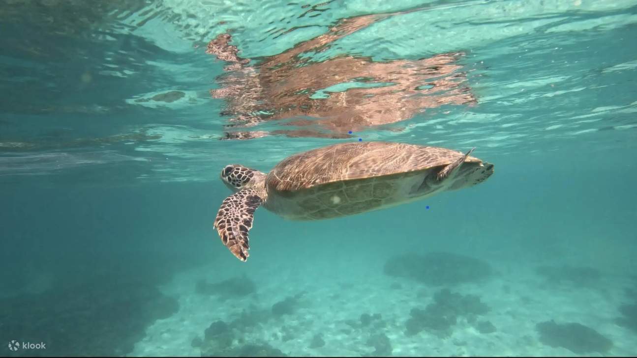 マスカット：ディマニヤット諸島シュノーケリングツアー（軽食付き）