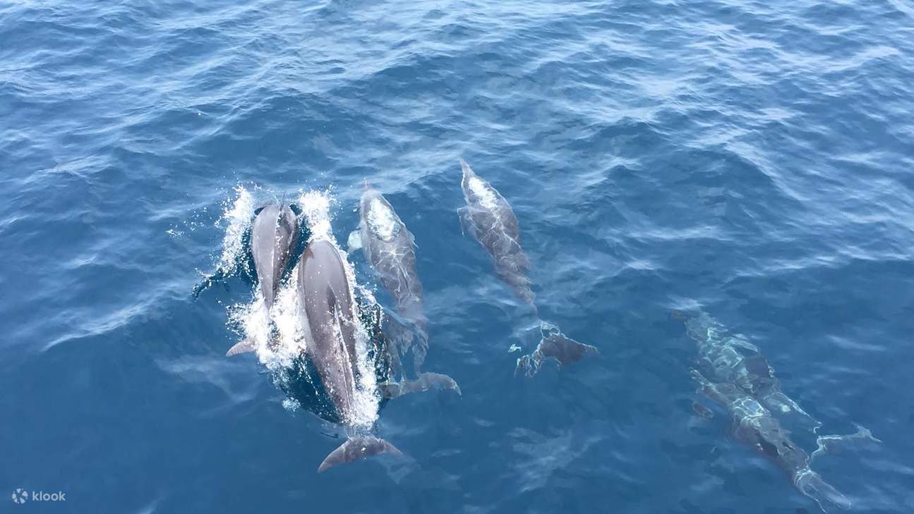 Yilan: Guishan Island Landing & Whale and Dolphin Watching & Around the Island Milk Sea