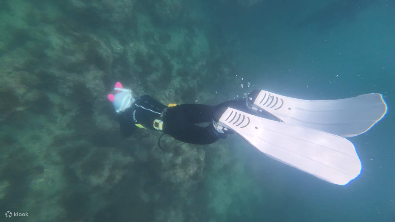 在济州岛西归浦海域体验自由潜水