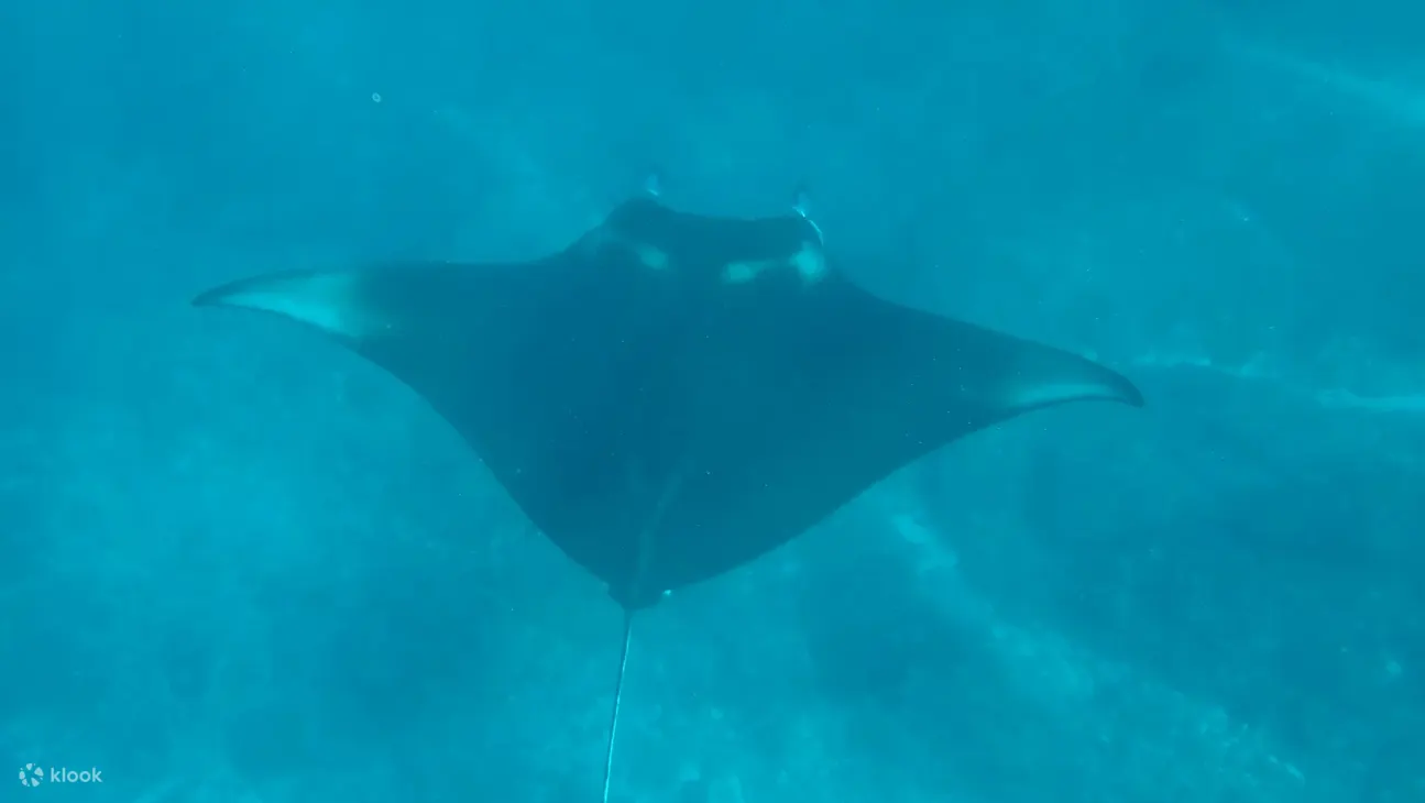 在浮潜之旅中见证图兰奔的水下宝藏，沉没的遗迹和丰富的海洋生物等待您的发现。