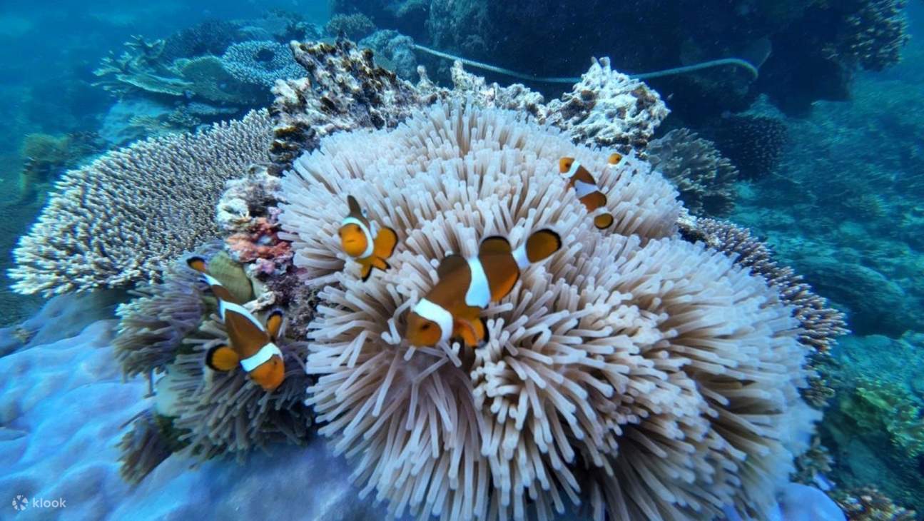 Tour Lặn ống thở trong ngày Sabah Magic Mengalum Kota Kinabalu