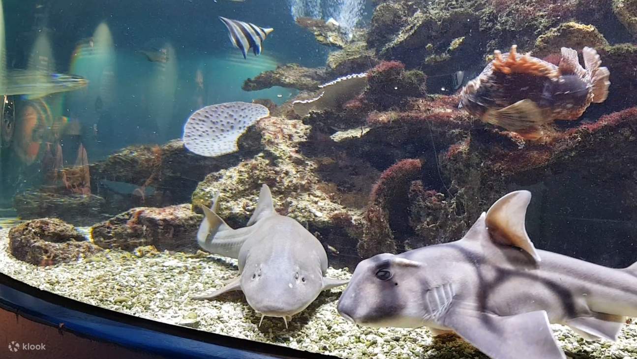 Entrada al Dolphin Discovery Center en Bunbury