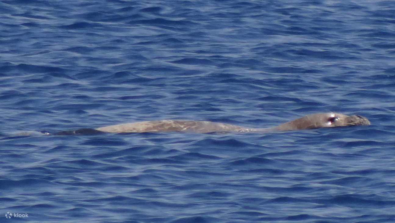 精彩的双罐全日潜水之旅