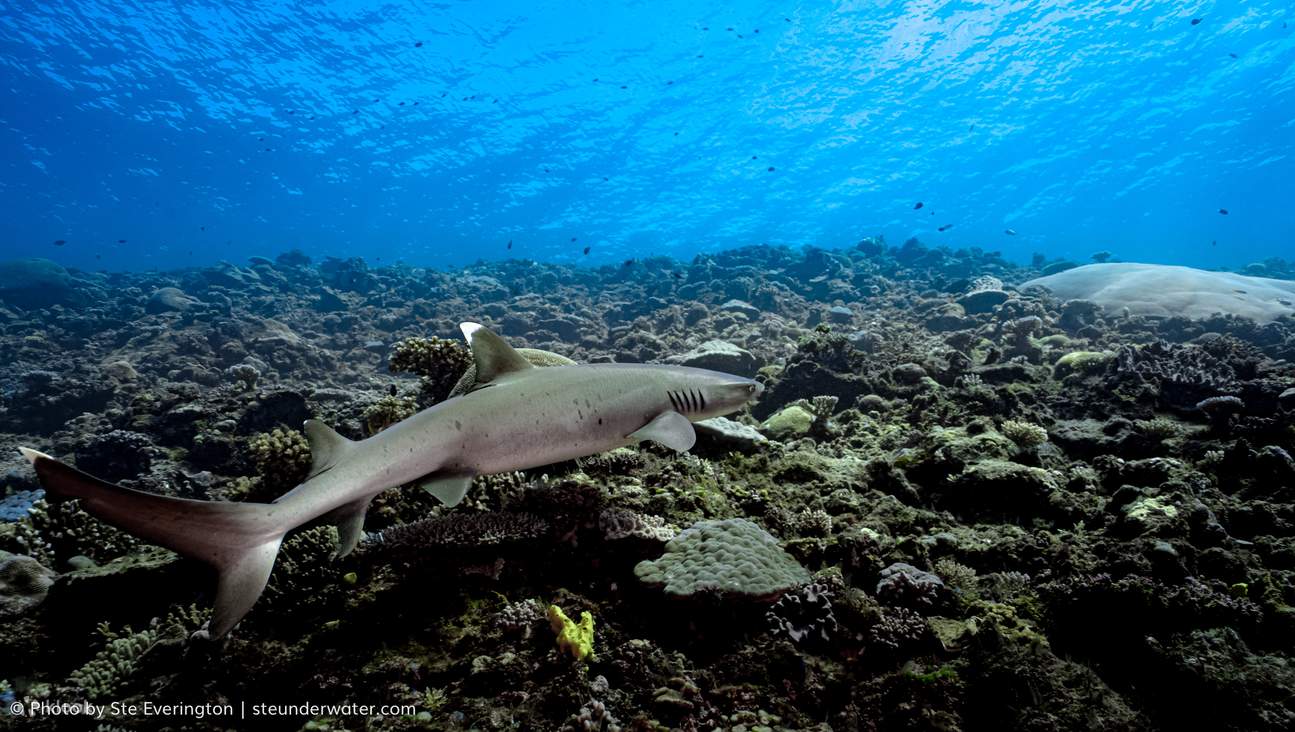 Experience a Thrilling 2 Tank Dive to Supermarket with PADI 5 Star Dive