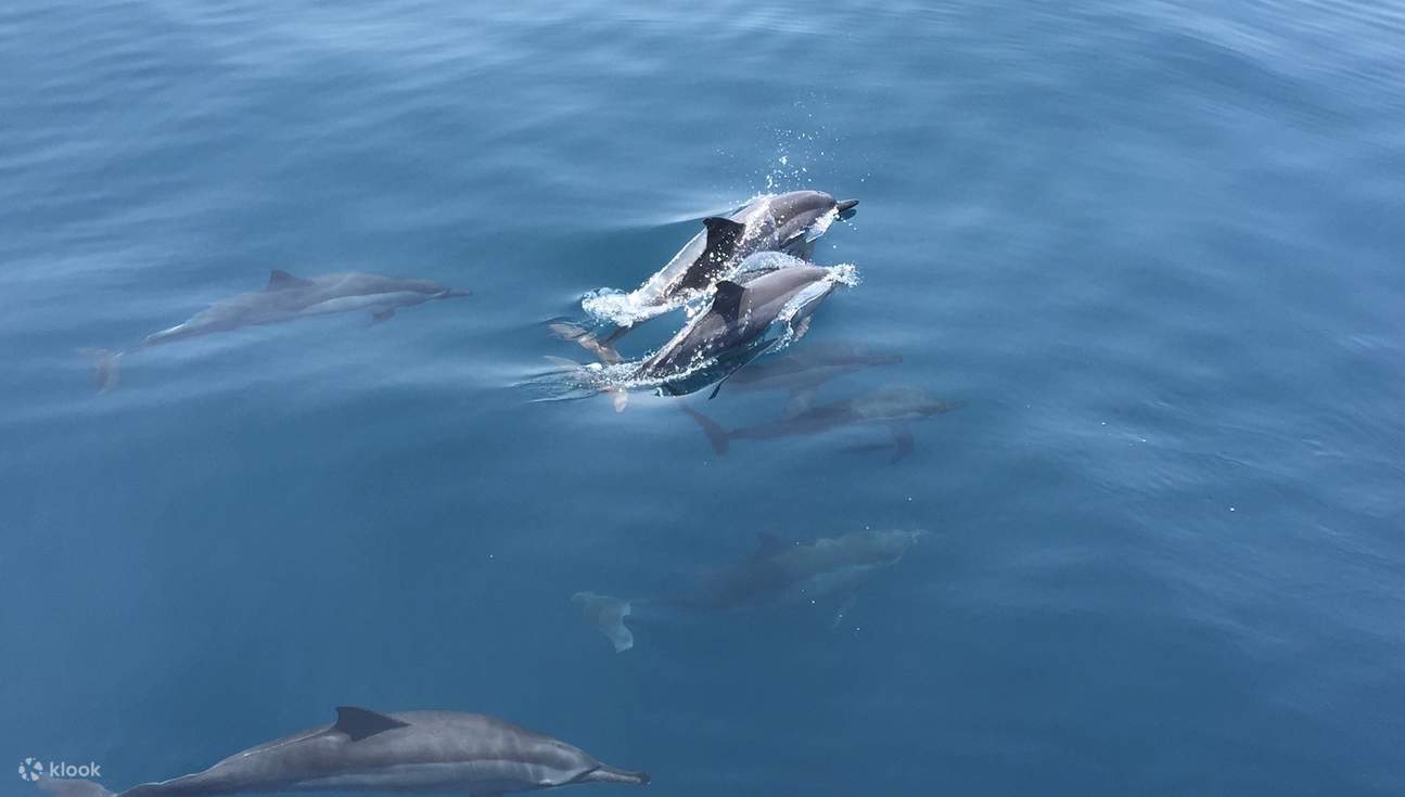 Yilan: Guishan Island Landing & Whale and Dolphin Watching & Around the Island Milk Sea