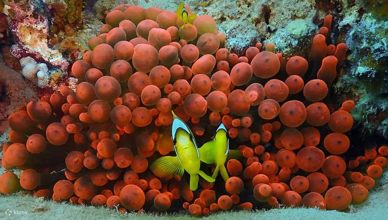 PADIオープンウォーターダイブ（ダハブ / PADI 5 Star Dive Resort提供）