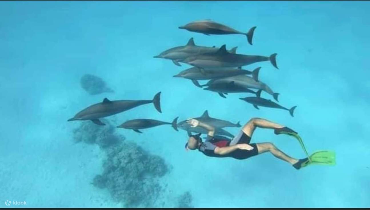 Nage avec les dauphins, excursion VIP de plongée en apnée avec déjeuner - Hurghada