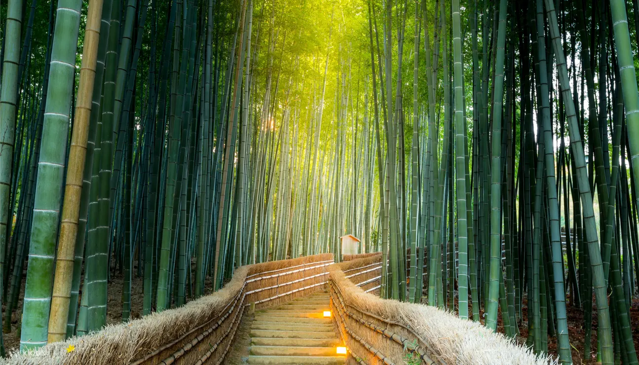 A serene bamboo forest path in Arashiyama, Kyoto, with sunlight streaming through