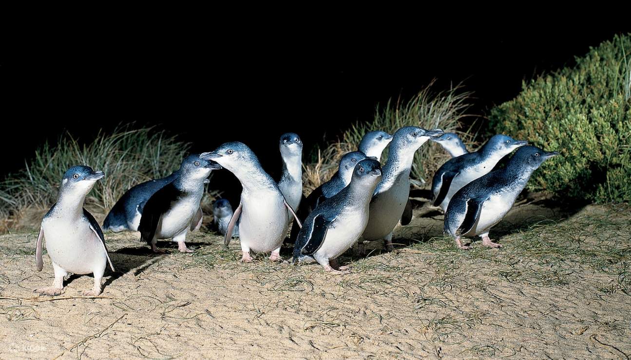 Phillip Island Penguin Parade - Manchots en groupe sur la plage