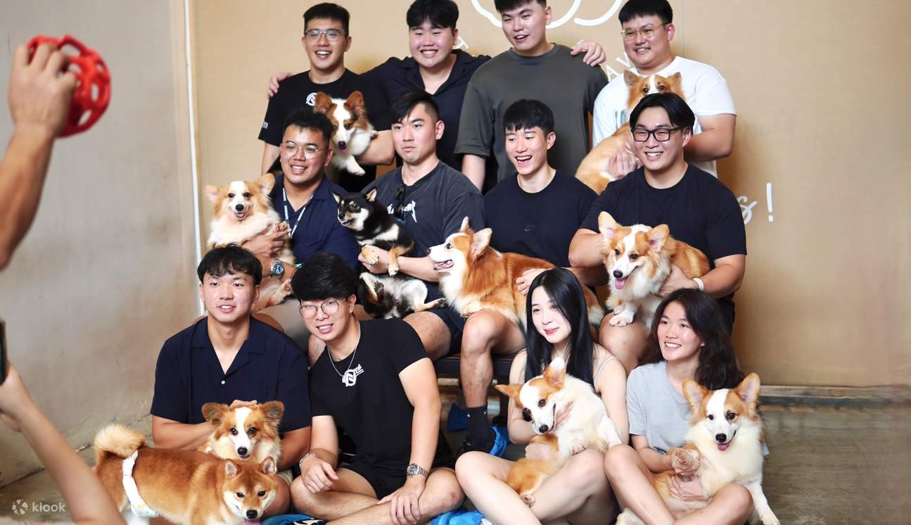 HOME Di Tales of Paws