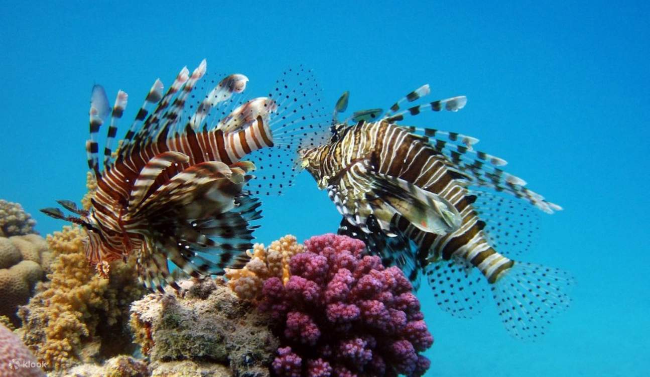 Tour di snorkeling a Coral Gardens, trasferimenti e pranzo – Marsa Alam