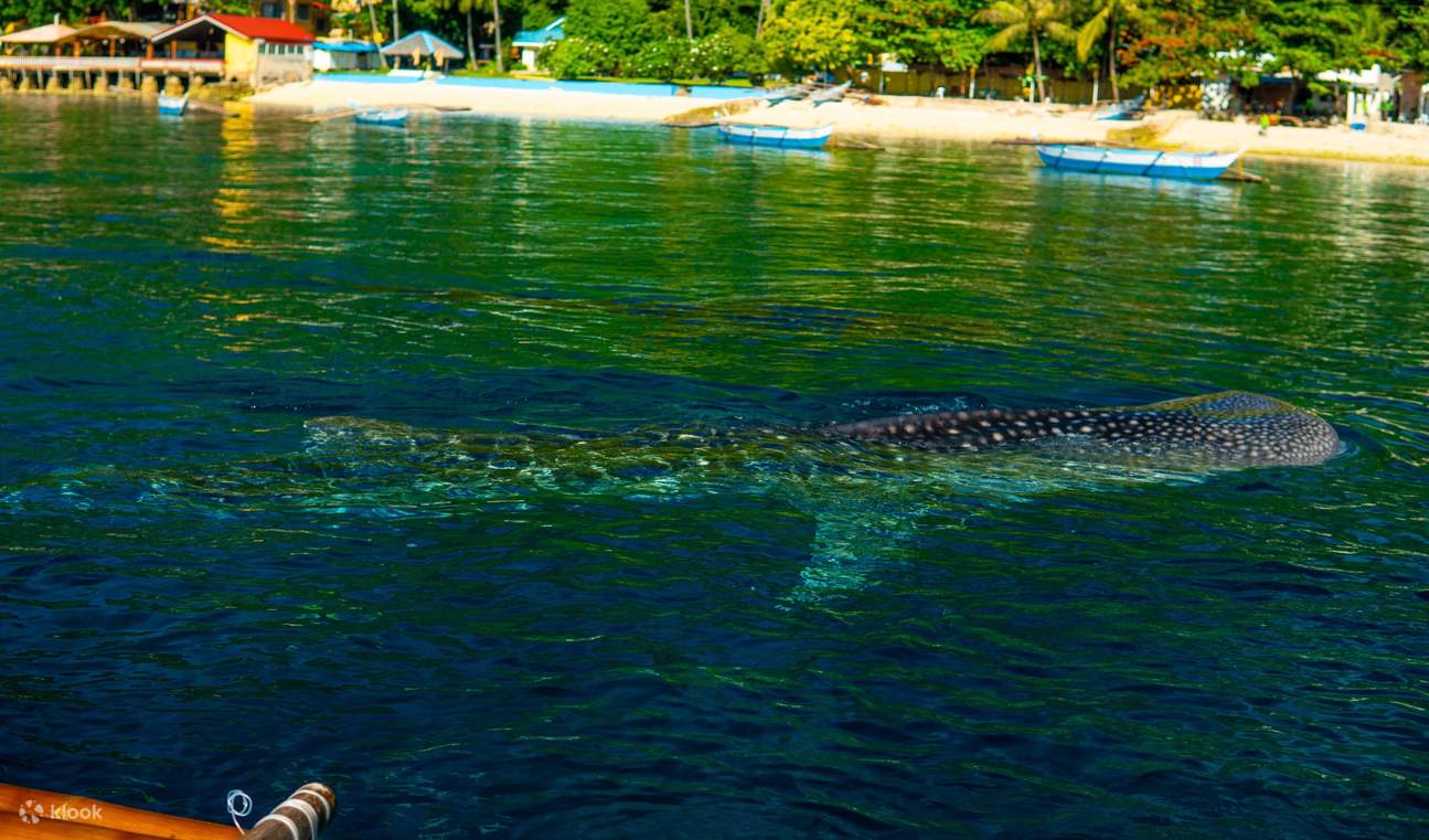 Lặn biển ngắm cá mập voi ở Oslob