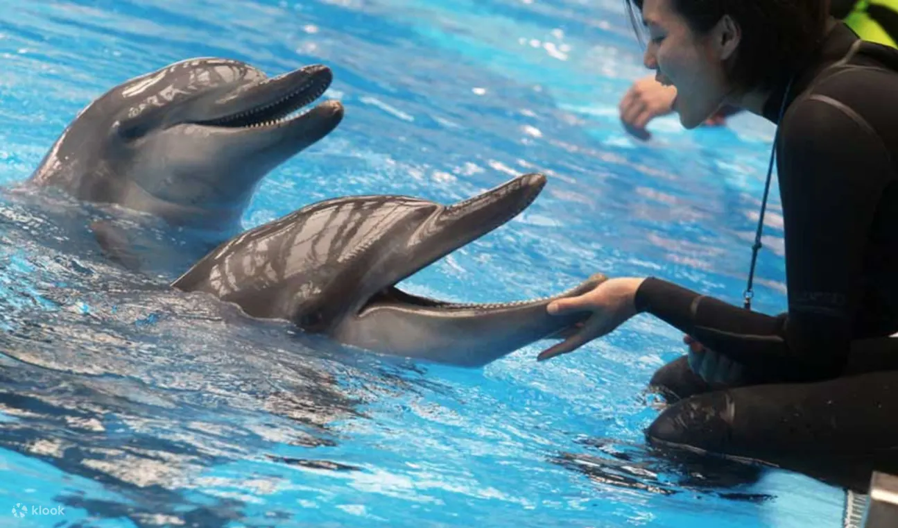 Bơi Cùng Cá Heo tại Dubai Dolphinarium - Klook Việt Nam