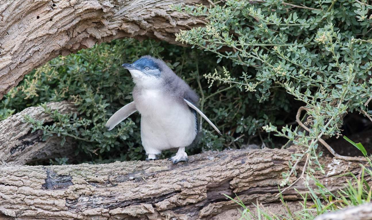 Phillip Island Penguin Parade - Bébé pingouin