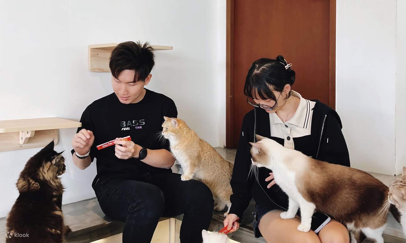 HOME by tales of paws 貓咪咖啡廳