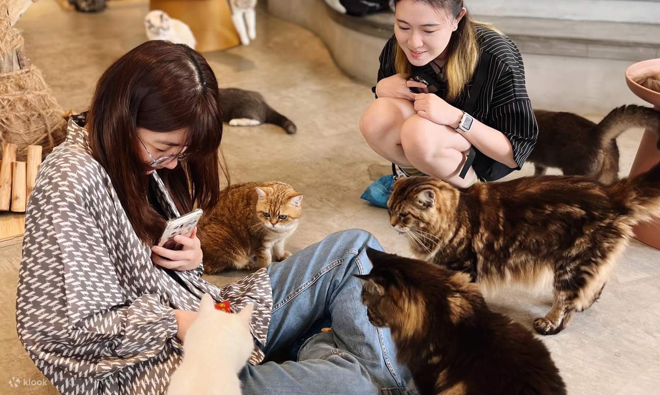 HOME by tales of paws cat cafe