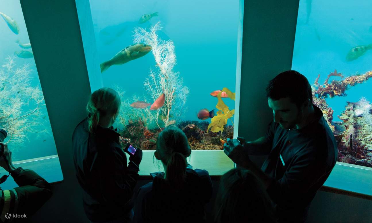 đài thiên văn dưới nước âm thanh milford new zealand