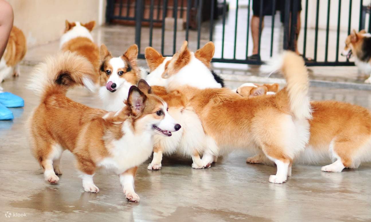 HOME By Tales of Paws