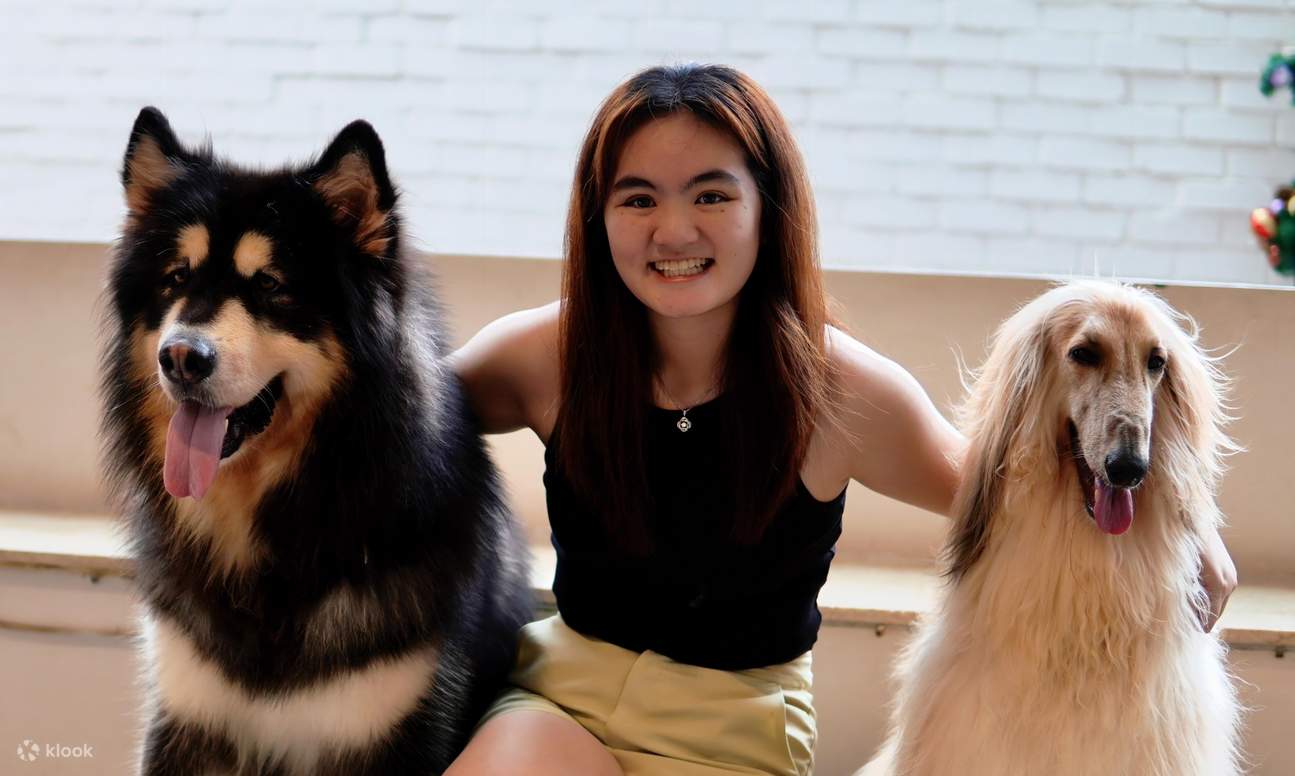 HOME Di Tales of Paws