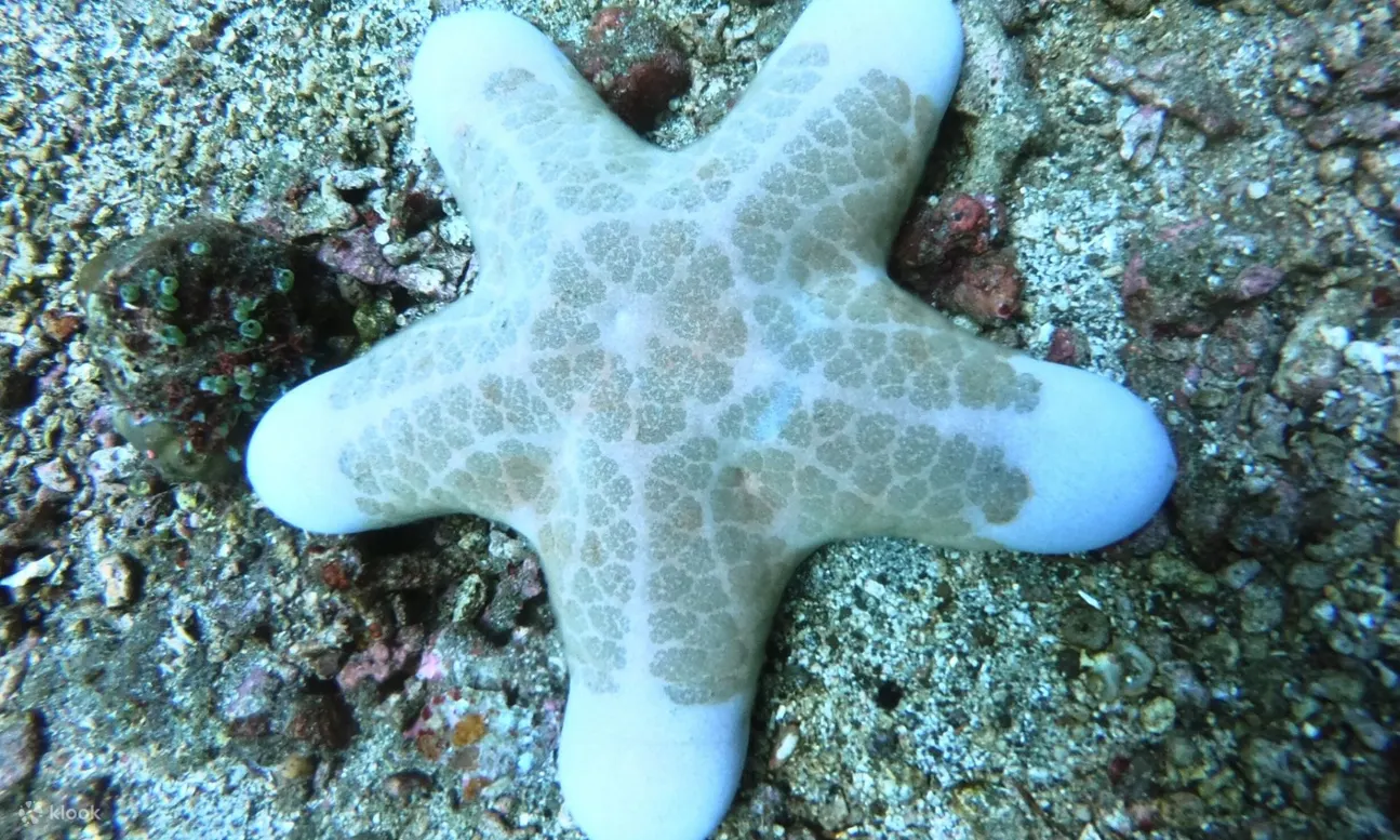 水下海星