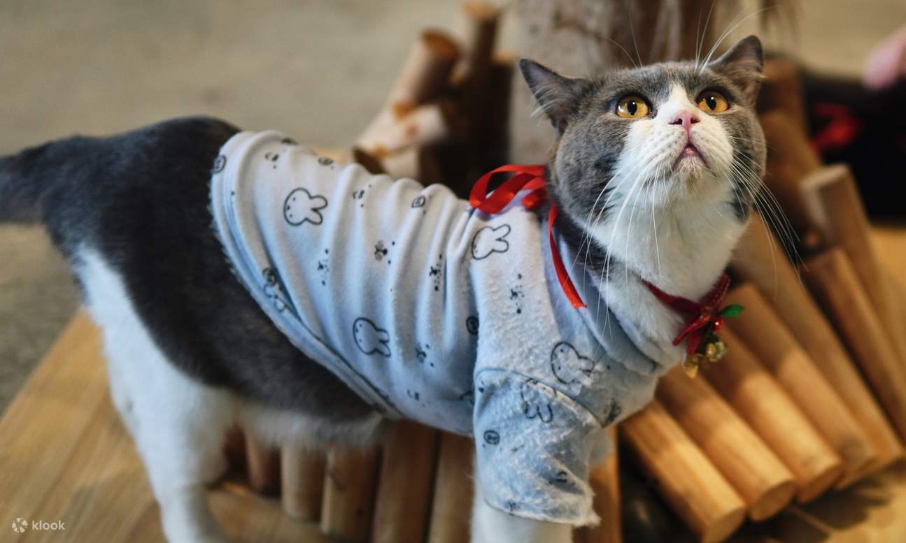 HOME by tales of paws 貓咪咖啡廳