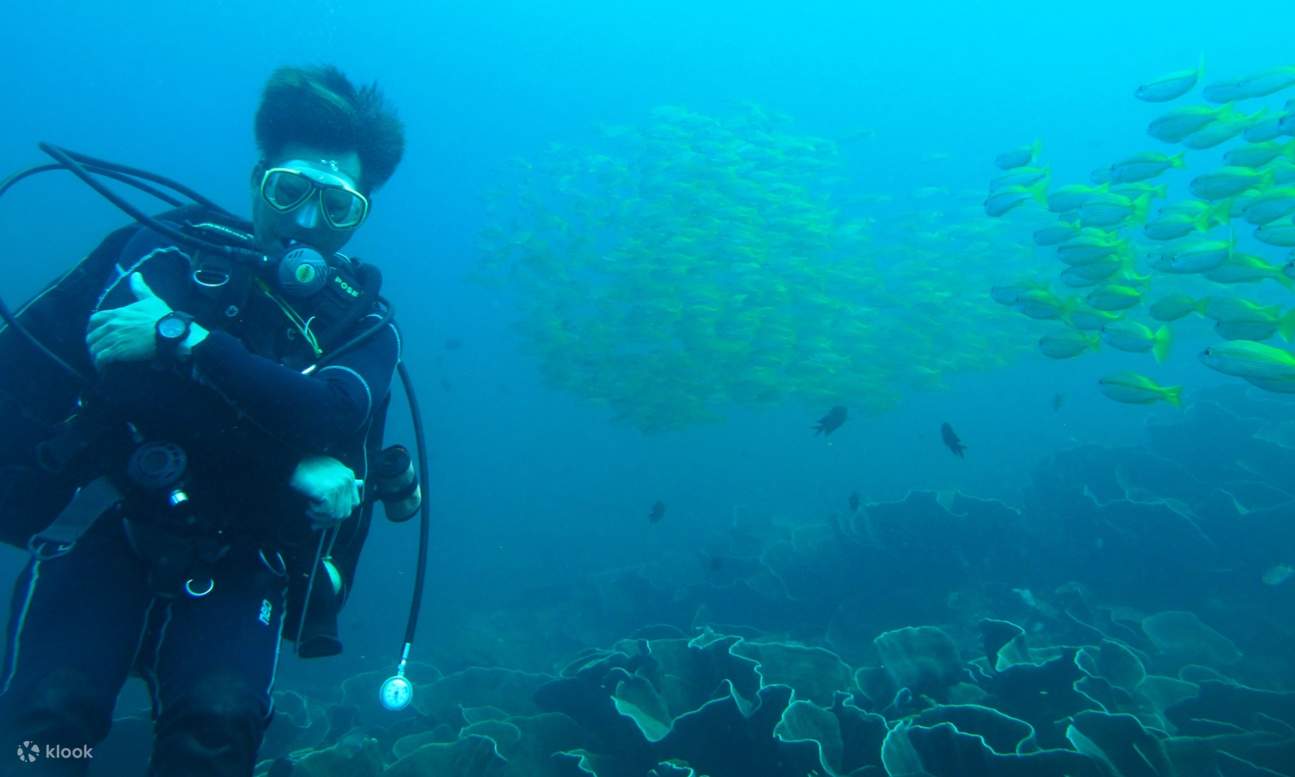 エルニドで魚群と一緒にダイビングする男性