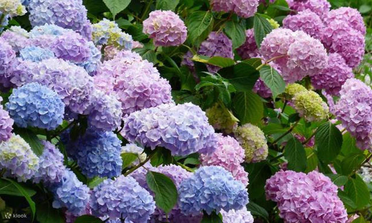 Zhoupu Sea of Flowers Ticket in Shanghai Klook United States