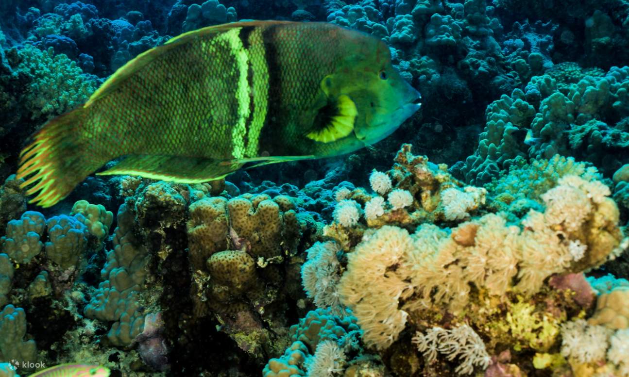 洪加达PADI开放水域潜水进阶课程 - 洪加达