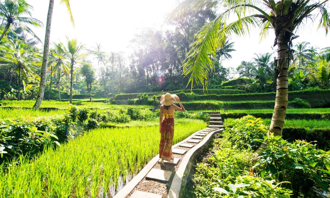 rice terraces view in bali