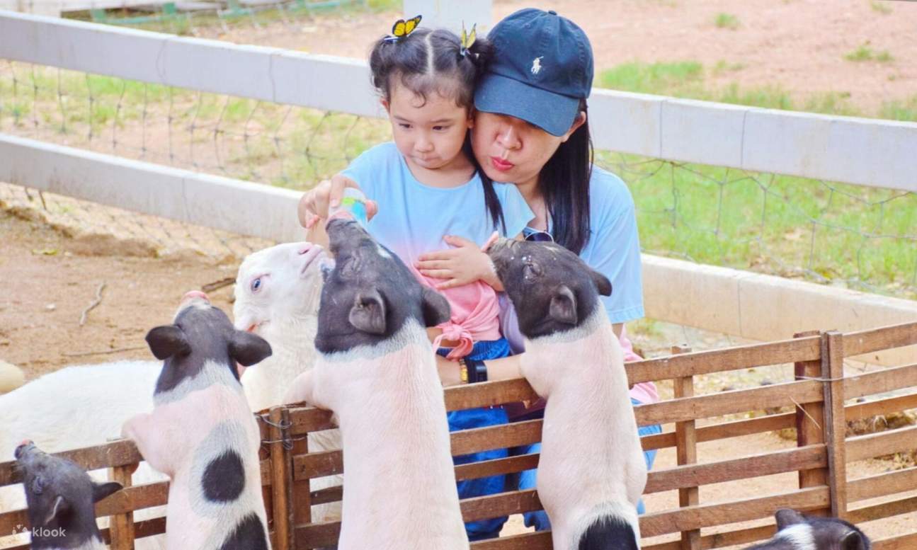 một đứa trẻ và một người phụ nữ đang cho cừu ăn ở trang trại cừu Pattaya