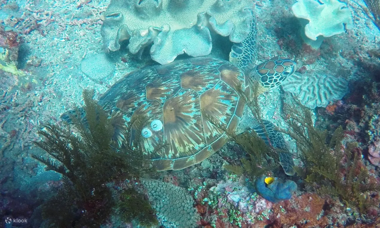 海龟