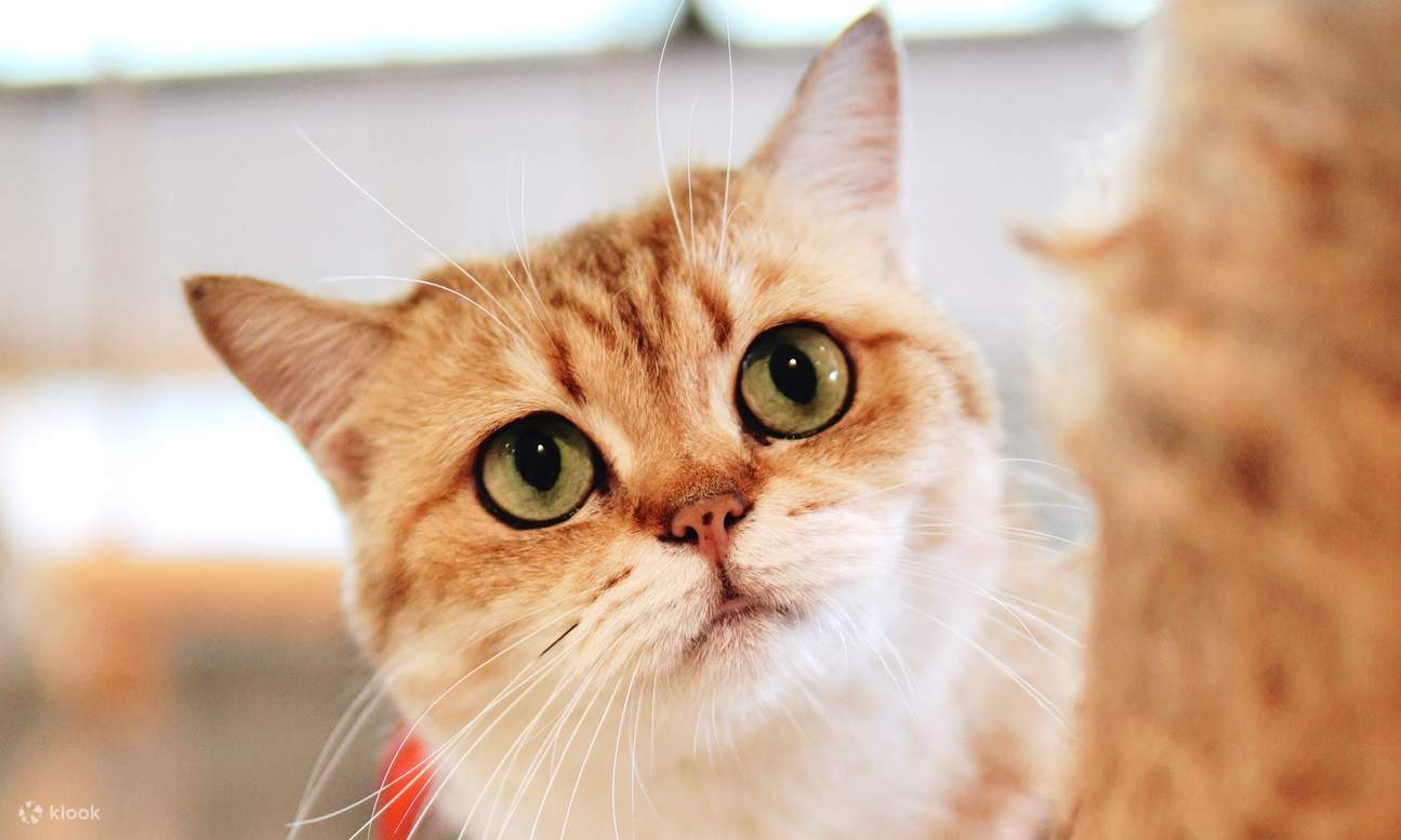 HOME by tales of paws 貓咪咖啡廳