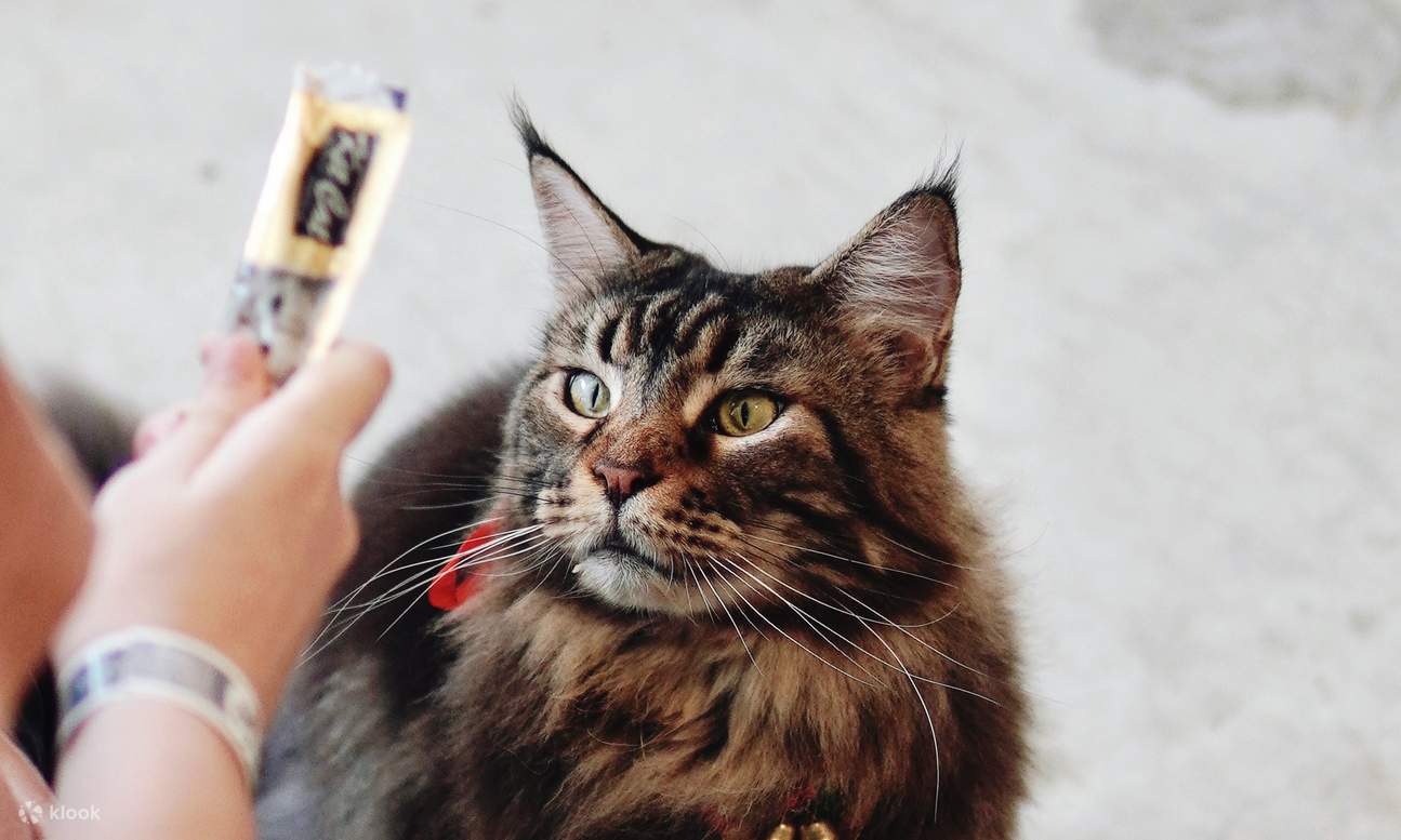 HOME by tales of paws 貓咪咖啡廳